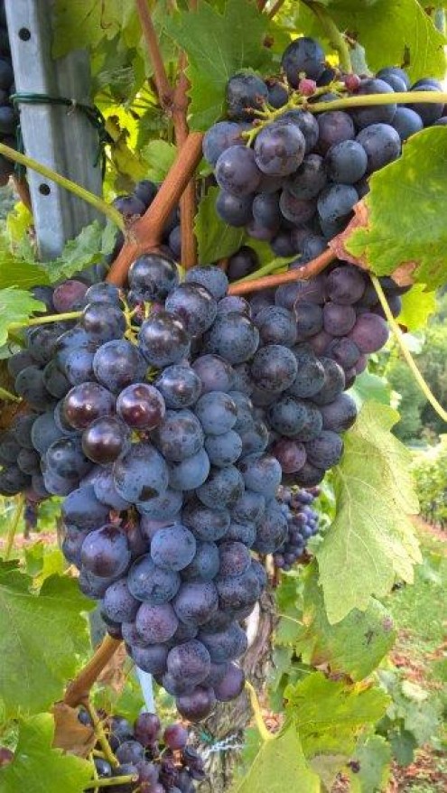 2016schurwald2